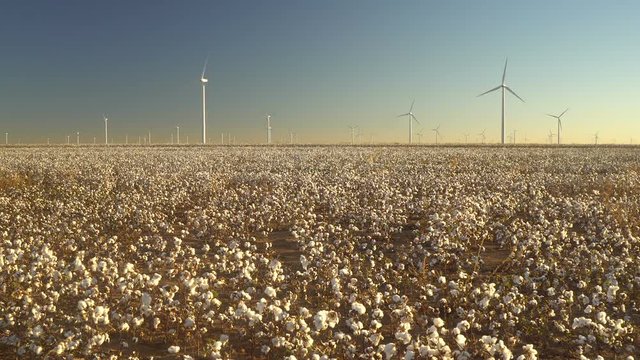 Cotton Plantation Green Energy Farm Field Wind Power Generation