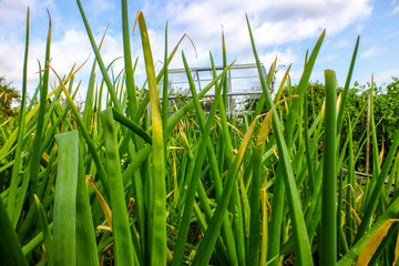 Obraz premium Low level view of Onins in field plus glass house.