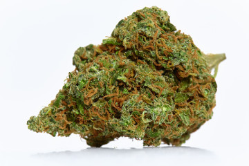 Close up of prescription medical marijuana sativa type XJ13 strain isolated on white background