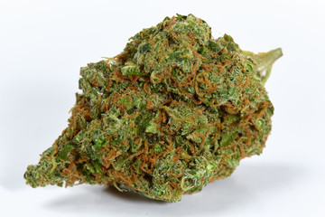 Close up of prescription medical marijuana sativa type XJ13 strain isolated on white background