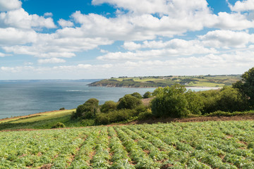 Küste mit Artischocken Feld bei Plestin les Greves, Bretagne, Frankreich