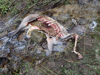 deer torn wolves, deerskin torn wolves,