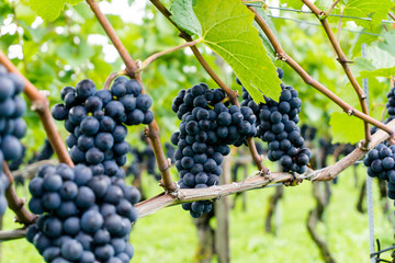 ripe pinot noir grapes on vines ready for harvesting - obrazy, fototapety, plakaty