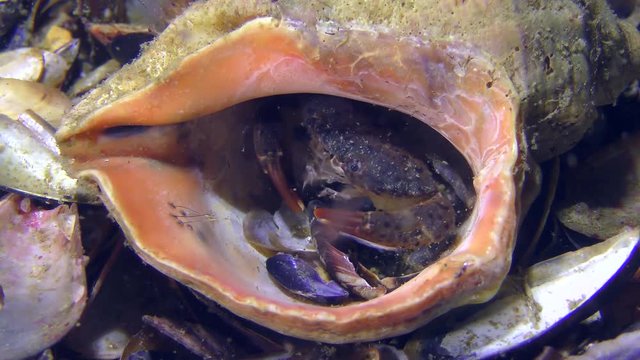 Jaguar round crab (Xantho poressa) in an empty shell Veined Rapa Whelk (Rapana venosa).

