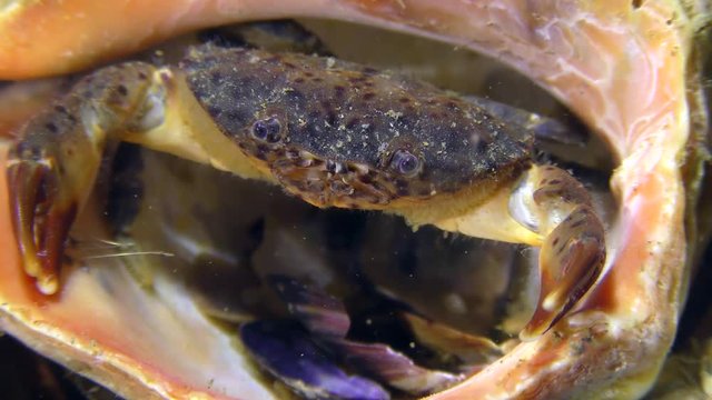 Jaguar round crab (Xantho poressa) in an empty shell Veined Rapa Whelk (Rapana venosa), close-up.
