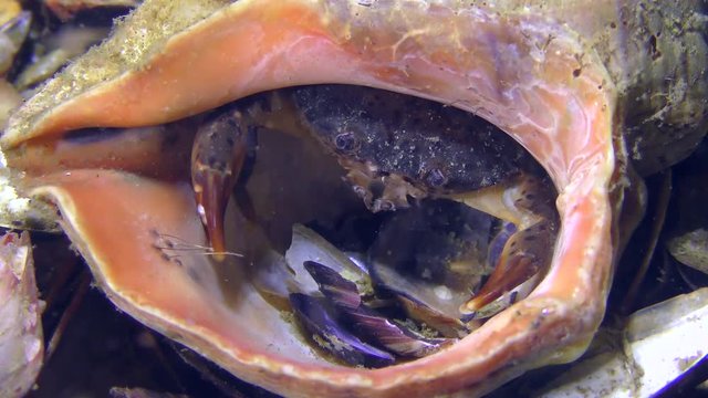 Jaguar round crab (Xantho poressa) in an empty shell Veined Rapa Whelk (Rapana venosa), close-up.
