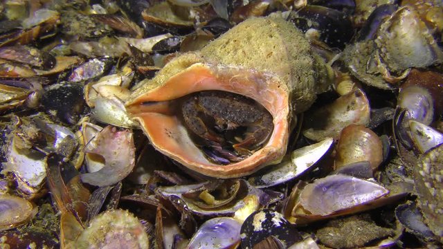 Jaguar round crab (Xantho poressa) in an empty shell Veined Rapa Whelk (Rapana venosa), medium shot.
