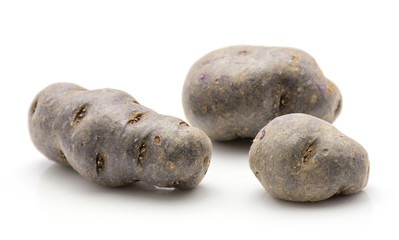 Three vitelotte potatoes isolated on white background.