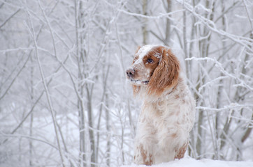 собака в зимнем лесу