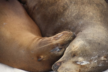 Galapagos-Seelöwe