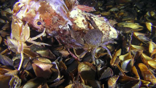 Several Jaguar round crab (Xantho poressa) eats dead fish, then they are joined by Flying swimming crab (Liocarcinus holsatus).
