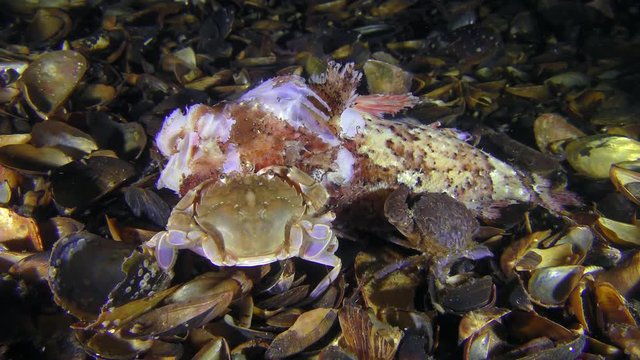Several Jaguar round crab (Xantho poressa) and Flying swimming crab (Liocarcinus holsatus) eats dead fish.
