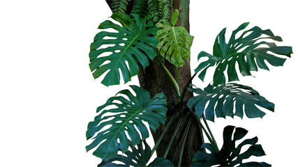 Green leaves of monstera or split-leaf philodendron (Monstera deliciosa) the tropical foliage plant...