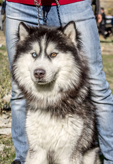 Dogs with different eyes color
