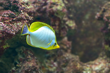 Pazifikfisch im Korallenriff