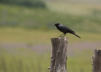 A cowbird perched on a fence post with the green and purple of grass and wild flowers in the background. 