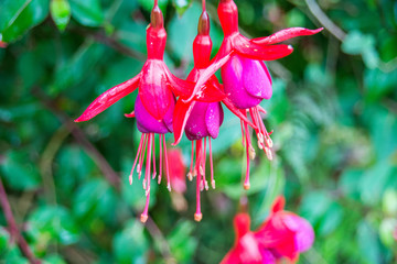 Fuchsia blossoms with green background