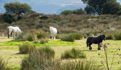 Three horses in a meadow.