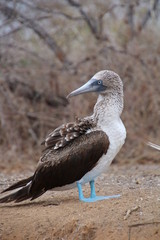 Blaufußtölpel - Galapagos