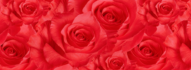  cover  beautiful   red rose