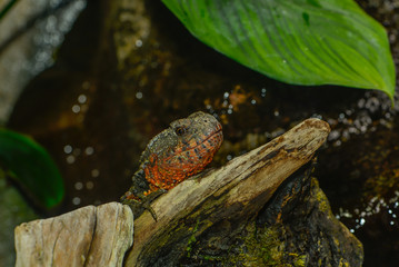 Wasserdrachen