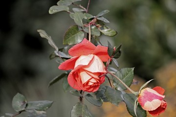 zweifarbige Rose