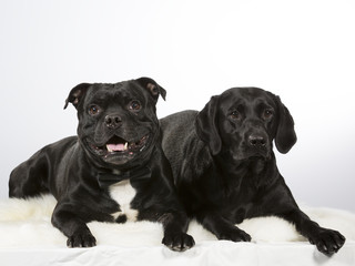 Two dogs isolated on white. The dog breeds are American staffordshire and black labrador.