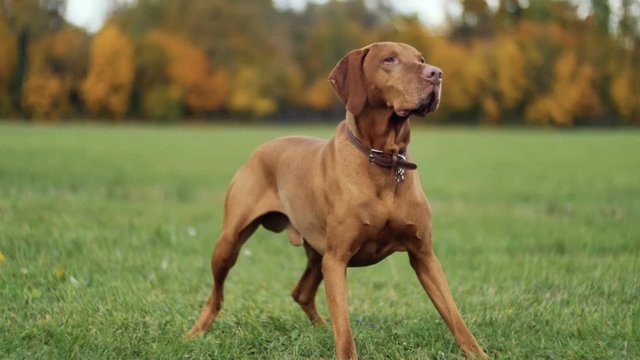 Beautiful dog Vizsla in autumn park