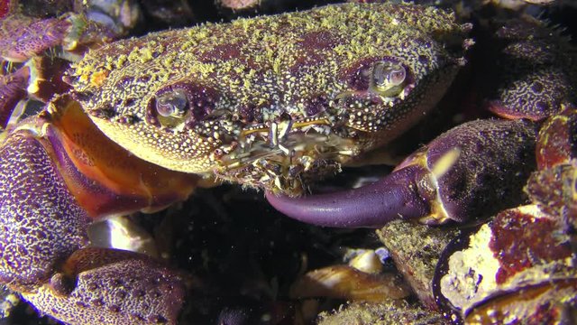 Warty crab or Yellow shore crab (Eriphia verrucosa), portrait.
