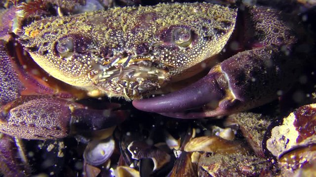 Warty crab or Yellow shore crab (Eriphia verrucosa) changes position in the frame, close-up.
