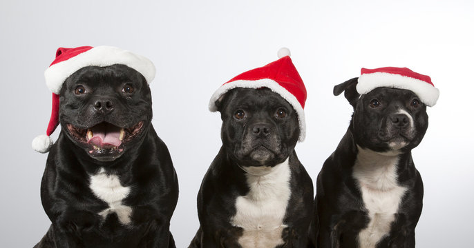 American staffordshire dogs isolated on white. Group of dogs wearing a Christmas hats.