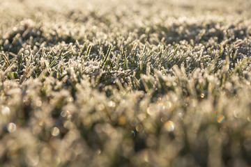 Lawn covered with frost. First frost. Morning, sunshine. Natural bokeh.