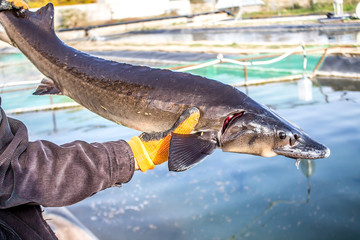 Obraz premium Fish sturgeon on a fish farm