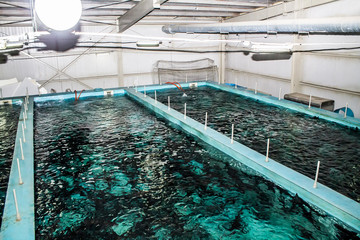 Swimming pool for fish breeding