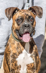 Bulldog dog of brindle color -  dog boxer of brindle color