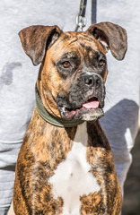 Bulldog dog of brindle color -  dog boxer of brindle color