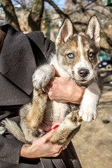 Puppy of the Siberian husky on the hands