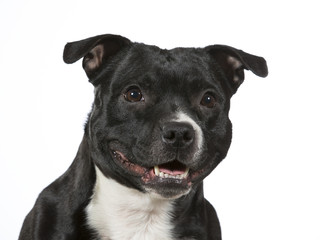 American staffordshire dog portrait. Image taken in a studio with white background.