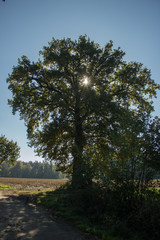 Eiche am Wegesrand