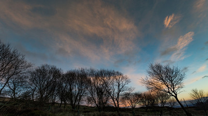 Fototapeta na wymiar An evening skyline over a dark silhouette of trees