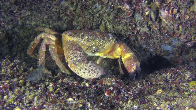 Warty crab or Yellow shore crab (Eriphia verrucosa) changes its position in the frame, medium shot.
