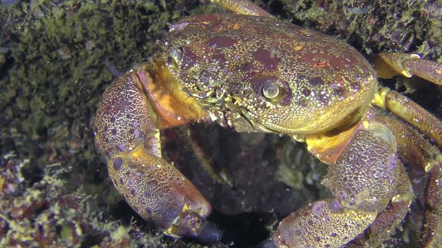 Warty crab or Yellow shore crab (Eriphia verrucosa) sits near a stone, close-up.
