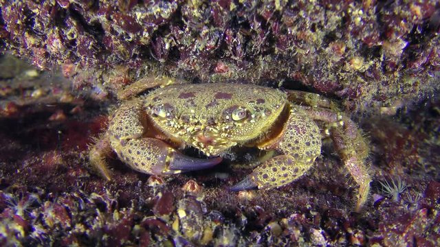 Warty crab or Yellow shore crab (Eriphia verrucosa) sits near a stone covered with mussels, medium shot.

