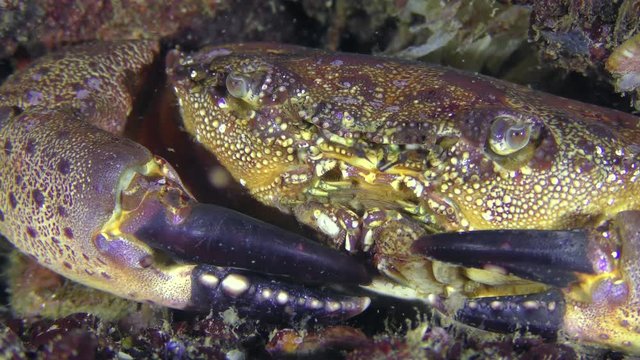 Warty crab or Yellow shore crab (Eriphia verrucosa), extreme close-up .
