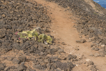 Wild prickly pear plant.