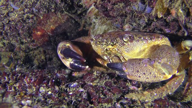 Crab (Eriphia verrucosa) slowly moves to the camera, close-up.
