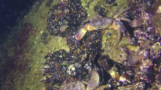 Two Warty crab or Yellow shore crab (Eriphia verrucosa) meet on the seabed.
