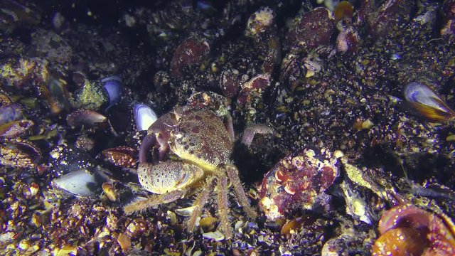 Warty crab or Yellow shore crab (Eriphia verrucosa) crawls along the seabed covered with mussels, medium shot.
