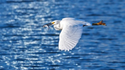 White Egret with Fish