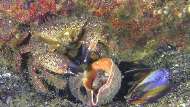 Crab (Eriphia verrucosa) extracts the snail meat from the shell Veined Rapa Whelk (Rapana venosa), medium shot.
